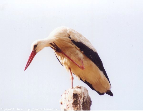 Photo de Cigogne