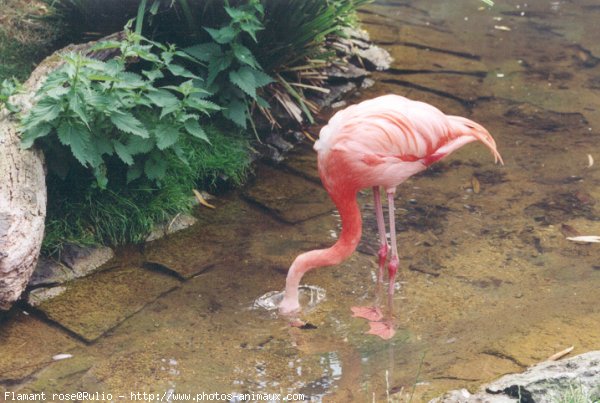 Photo de Flamand rose