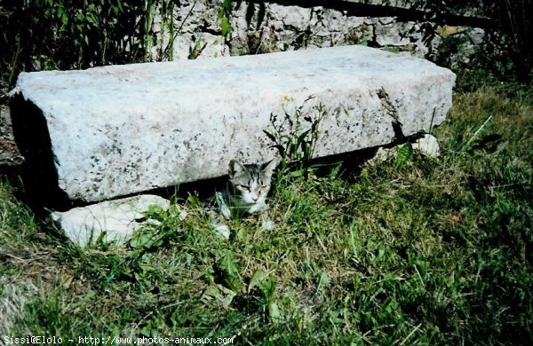 Photo de Chat domestique