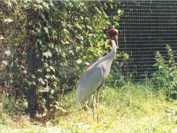 Photo de Grue antigone