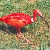 Photo d'Ibis