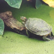 Photo de Tortue