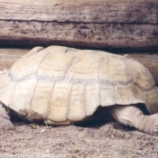 Photo de Tortue