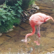 Photo de Flamand rose