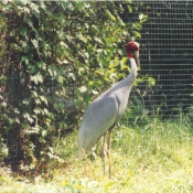 Photo de Grue antigone