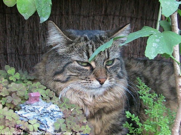 Photo de Chat domestique