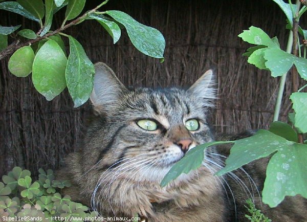 Photo de Chat domestique