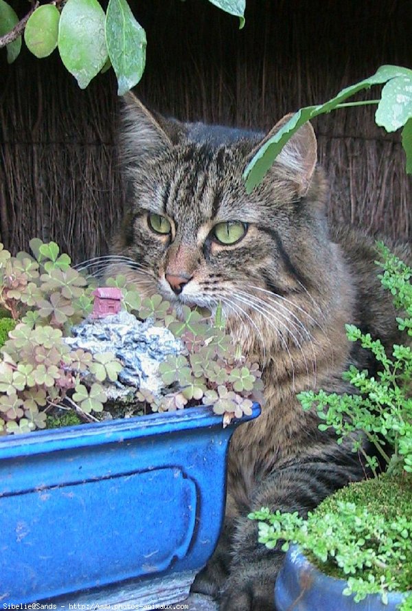 Photo de Chat domestique