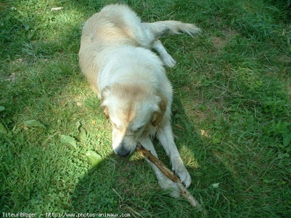 Photo de Golden retriever