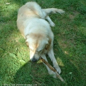 Photo de Golden retriever