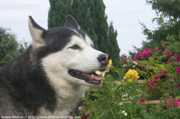 Photo de Husky siberien