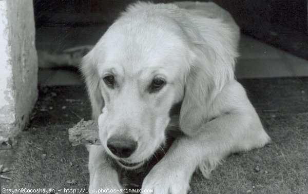 Photo de Golden retriever