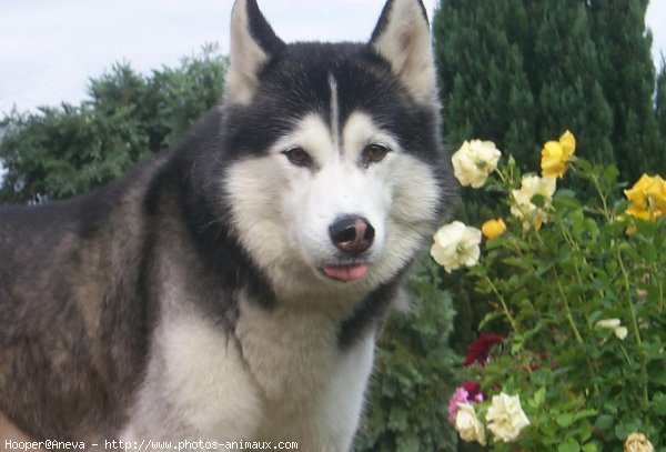 Photo de Husky siberien