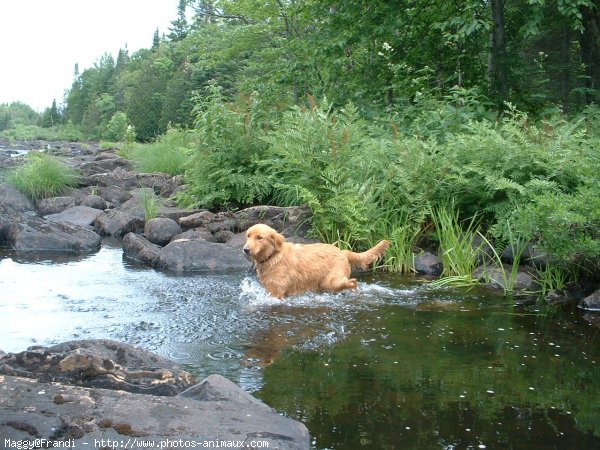 Photo de Golden retriever