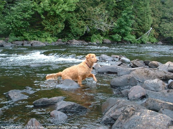 Photo de Golden retriever