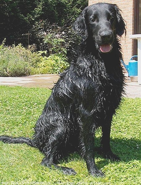 Photo de Retriever  poil plat