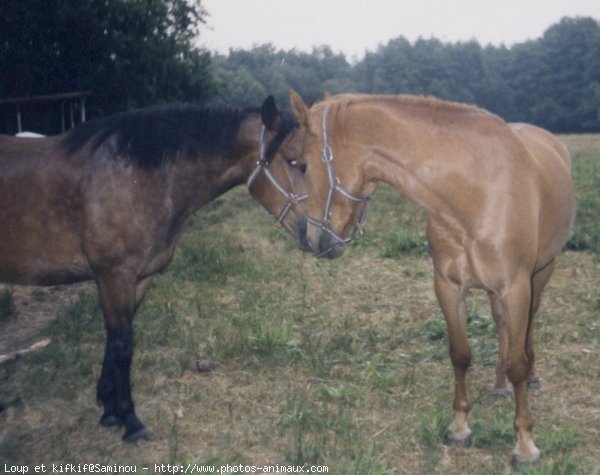 Photo de Races diffrentes