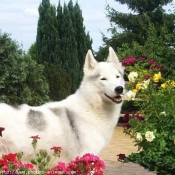 Photo de Husky siberien