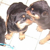 Photo de Rottweiler