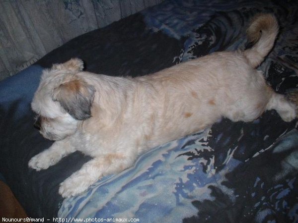 Photo de Lhassa apso