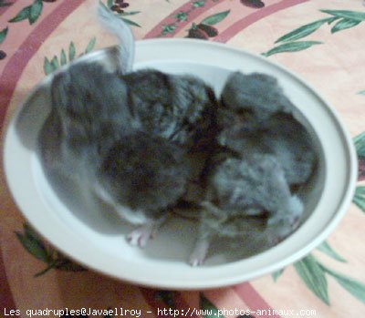 Photo de Chinchilla