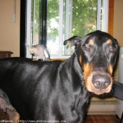 Photo de Dobermann