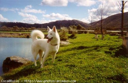 Photo de Husky siberien