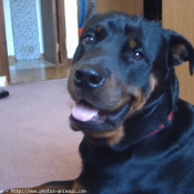 Photo de Rottweiler