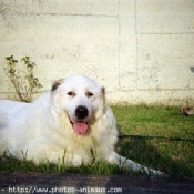 Photo de Chien de montagne des pyrnes