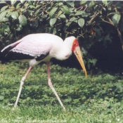 Photo de Cigogne