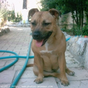 Photo de Staffordshire bull terrier