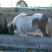 Photo de Shetland