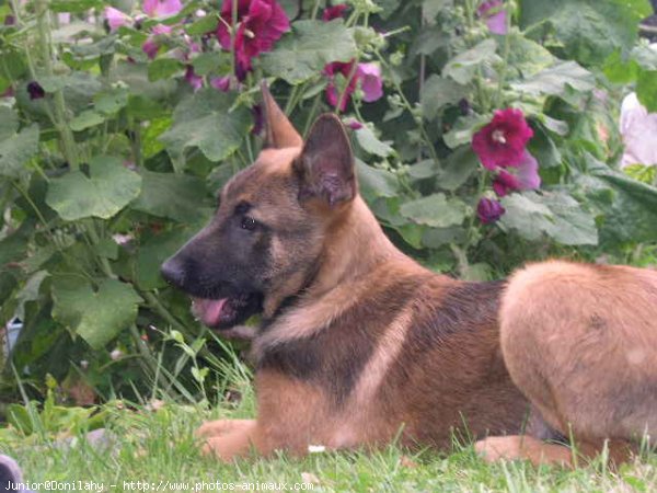 Photo de Berger belge malinois