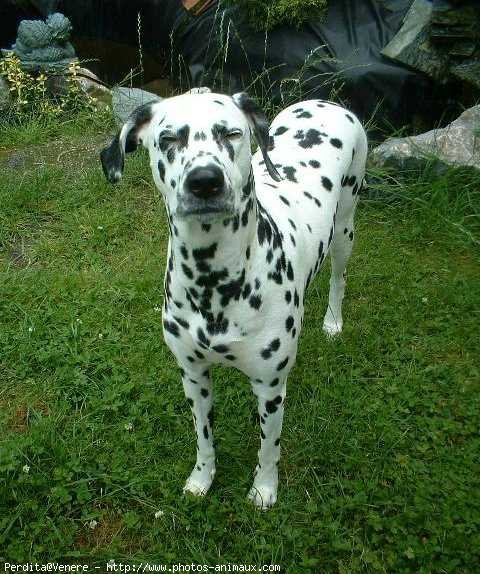 Photo de Dalmatien