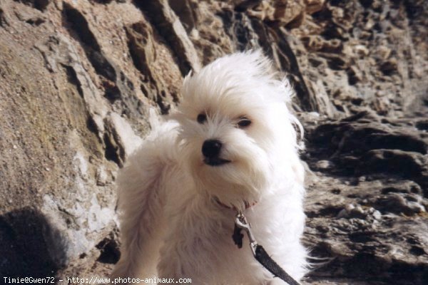 Photo de Bichon maltais