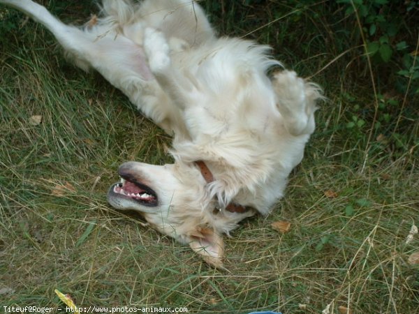 Photo de Golden retriever