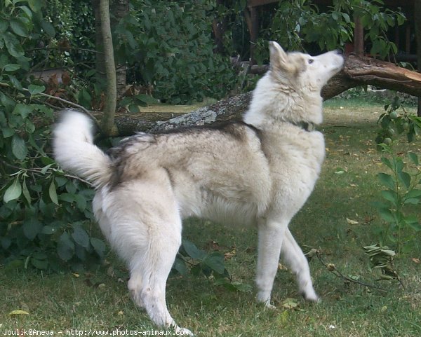 Photo de Husky siberien