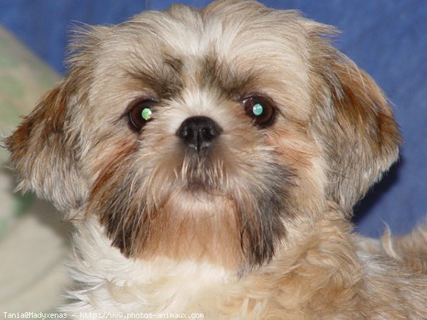 Photo de Shih tzu