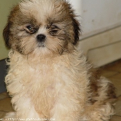 Photo de Shih tzu