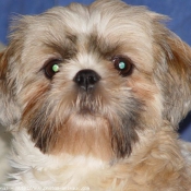 Photo de Shih tzu