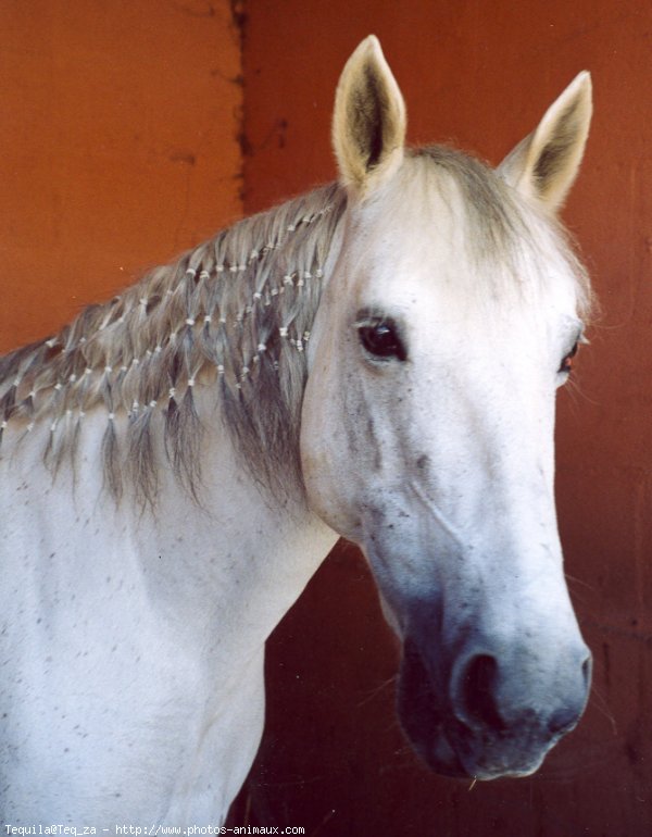 Photo de Camargue