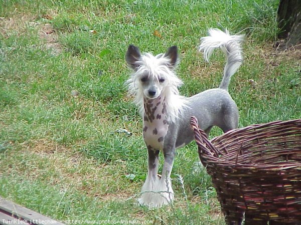 Photo de Chien chinois nu  crte