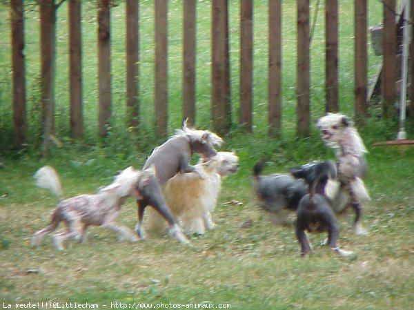 Photo de Chien chinois nu  crte