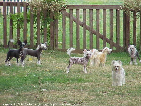 Photo de Chien chinois nu  crte