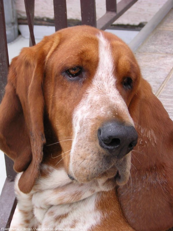 Photo de Basset hound