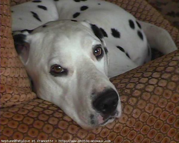 Photo de Dalmatien