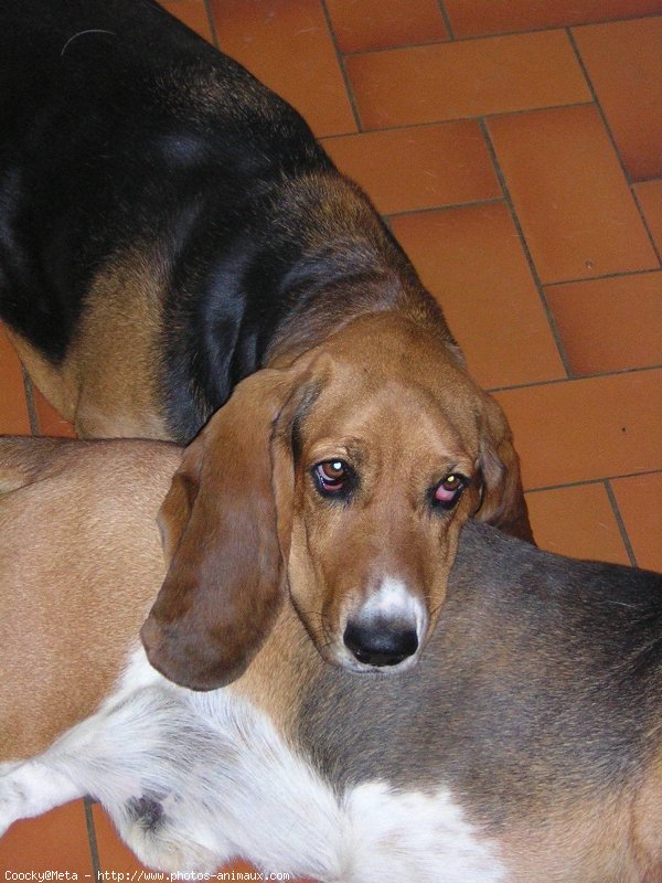 Photo de Basset hound