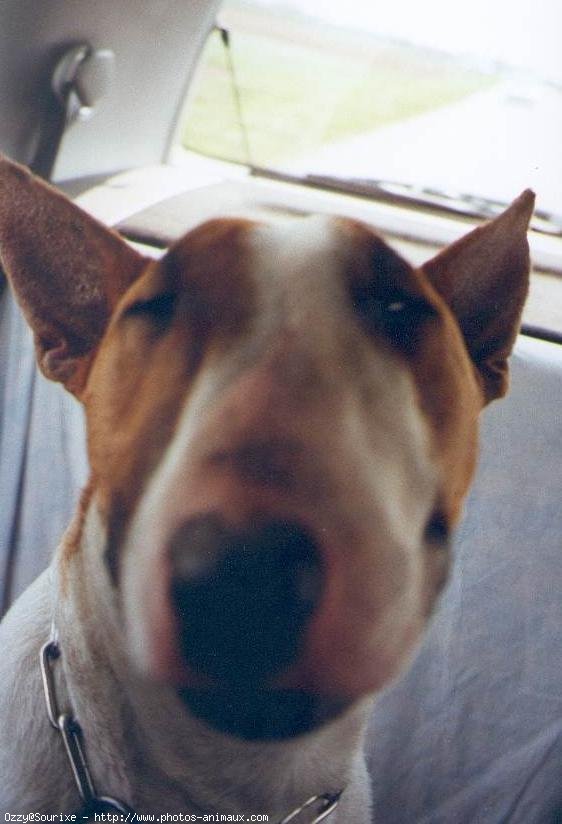 Photo de Bull terrier miniature