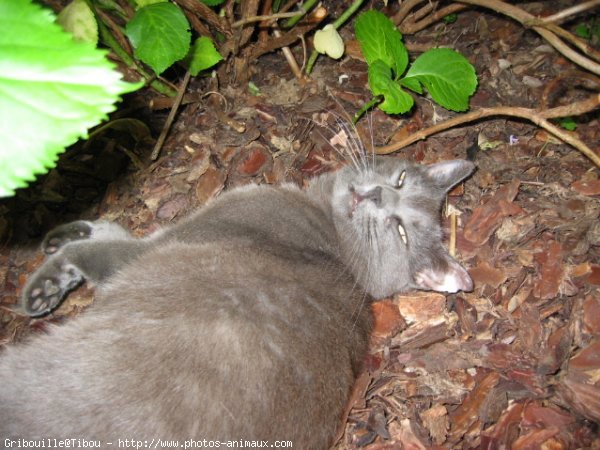 Photo de Chat domestique