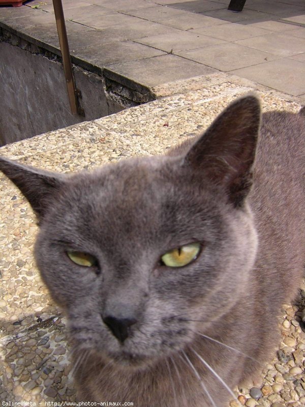 Photo de Chartreux